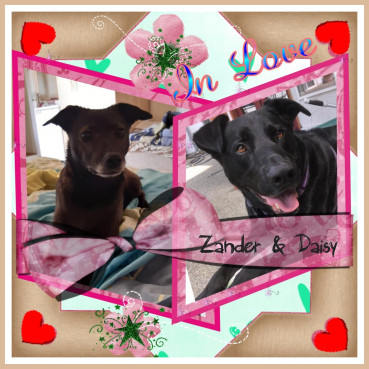 Daisy of the Alma family