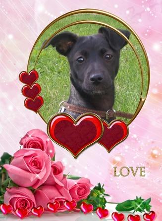 Daisy of the Alma family