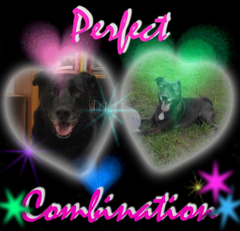 Daisy of the Alma family