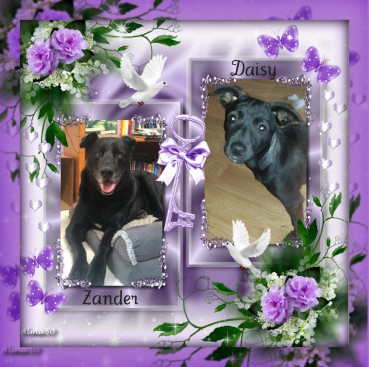 Daisy of the Alma family