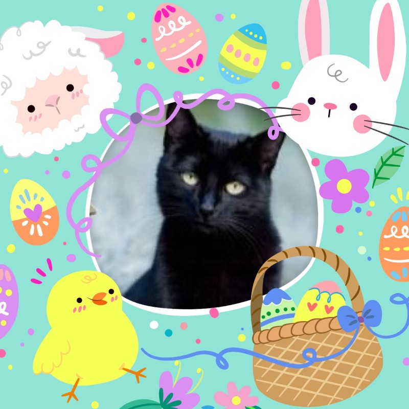 Asiya uploaded   15  day/s  ago