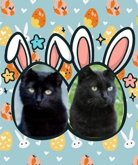 Asiya uploaded   15  day/s  ago