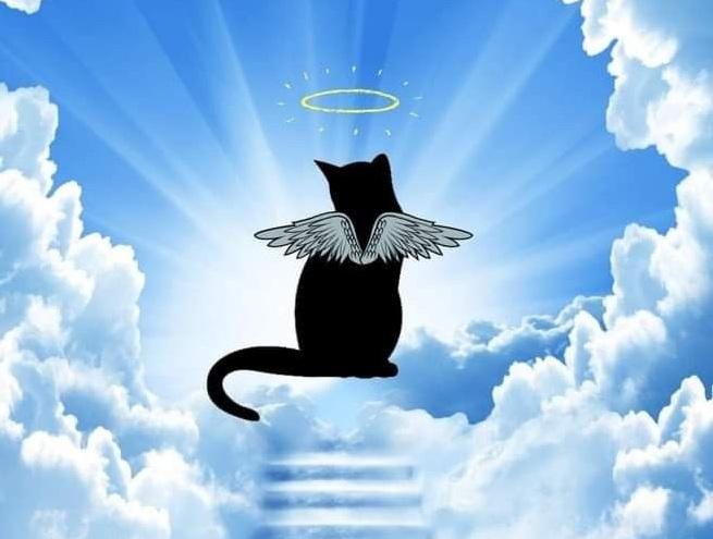 Asiya uploaded   34  day/s  ago