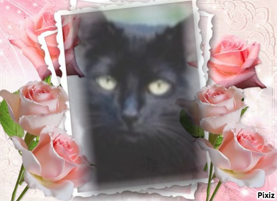 Asiya uploaded   41  day/s  ago