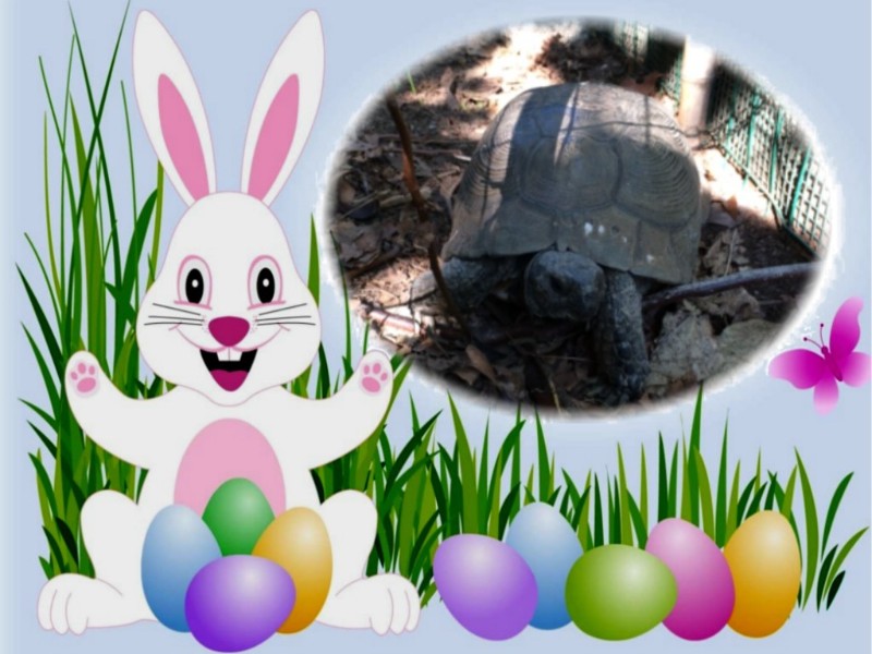 Asiya uploaded   15  day/s  ago