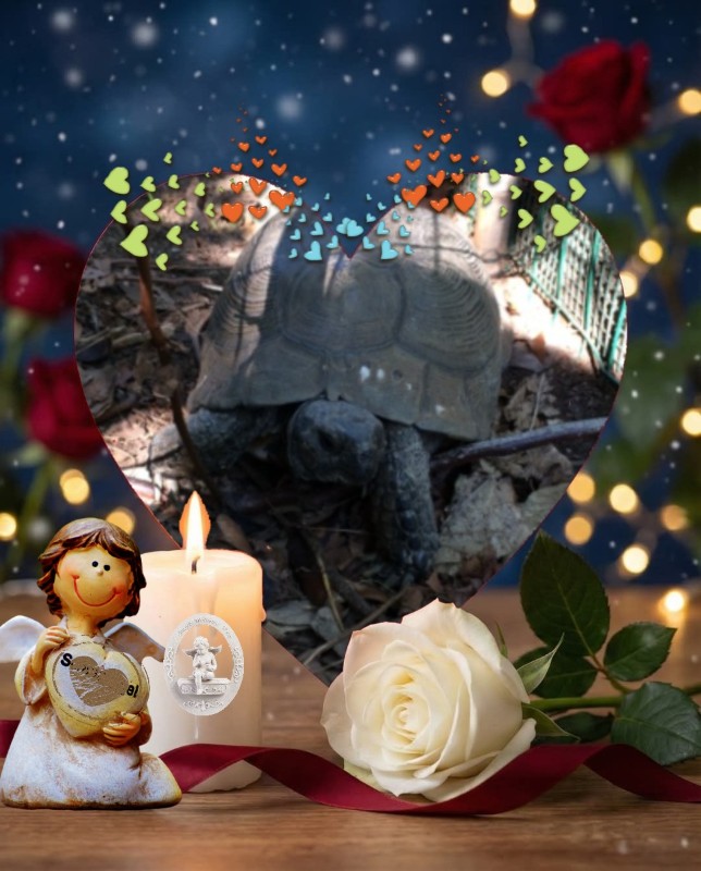 Asiya uploaded   45  day/s  ago