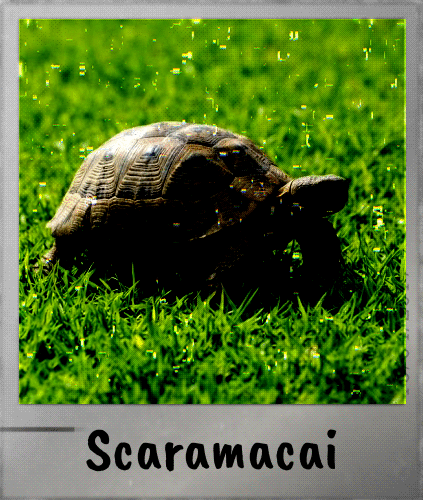 Scaramacai of the Asiya family