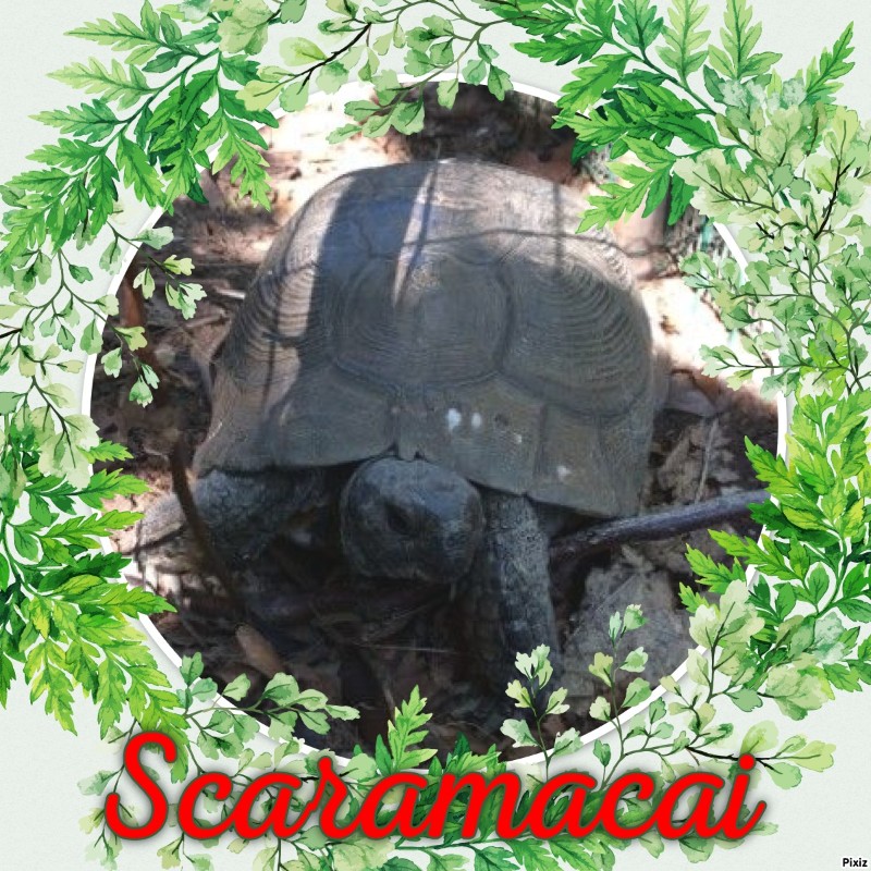 Scaramacai of the Asiya family
