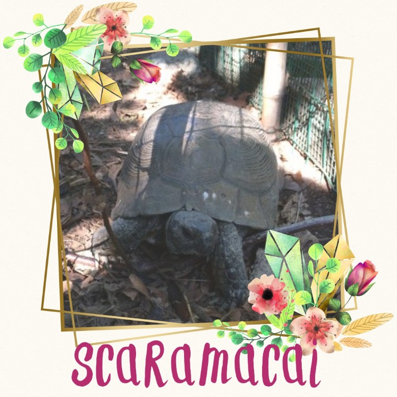 Scaramacai of the Asiya family