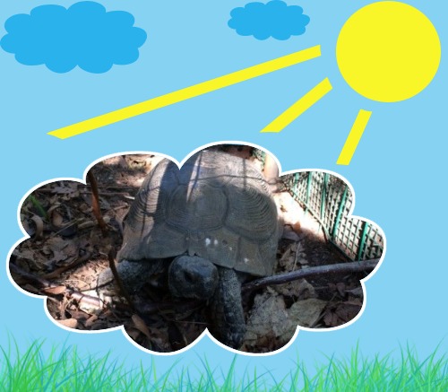 Scaramacai of the Asiya family