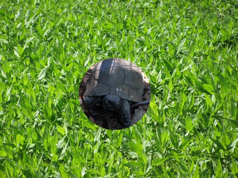 Scaramacai of the Asiya family