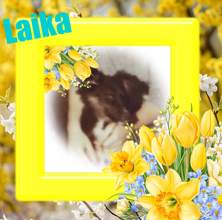Laika of the Asiya family