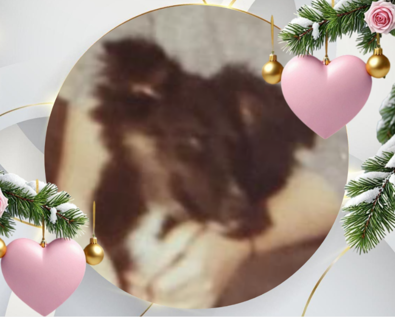 Laika of the Asiya family