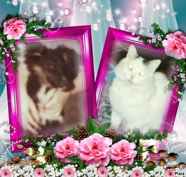 Asiya uploaded   44  day/s  ago