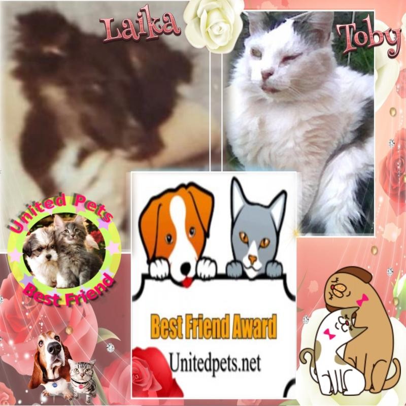 Asiya uploaded   44  day/s  ago