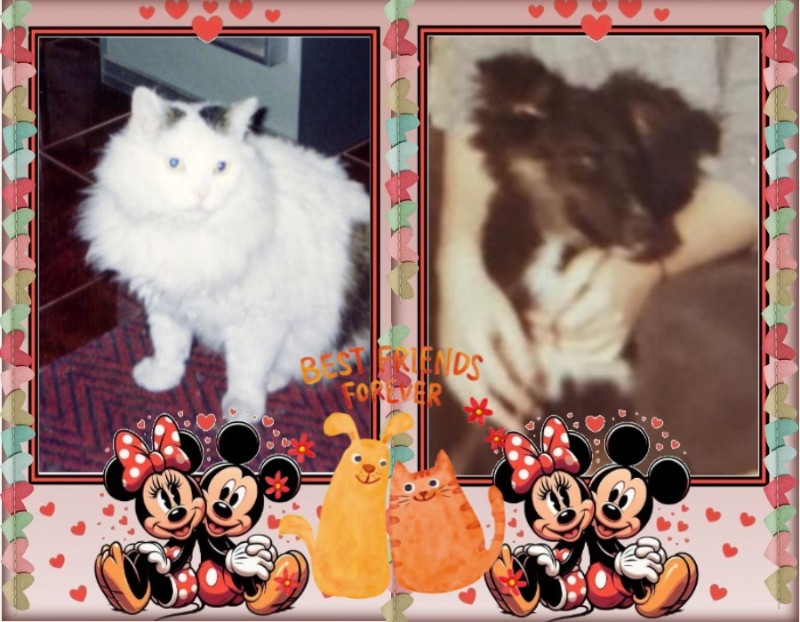 Asiya uploaded   42  day/s  ago