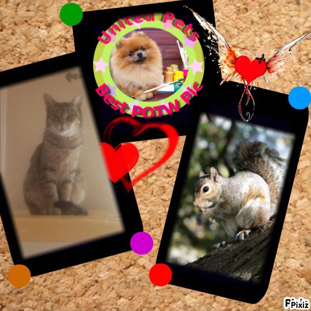 Cioppino of the Asiya family