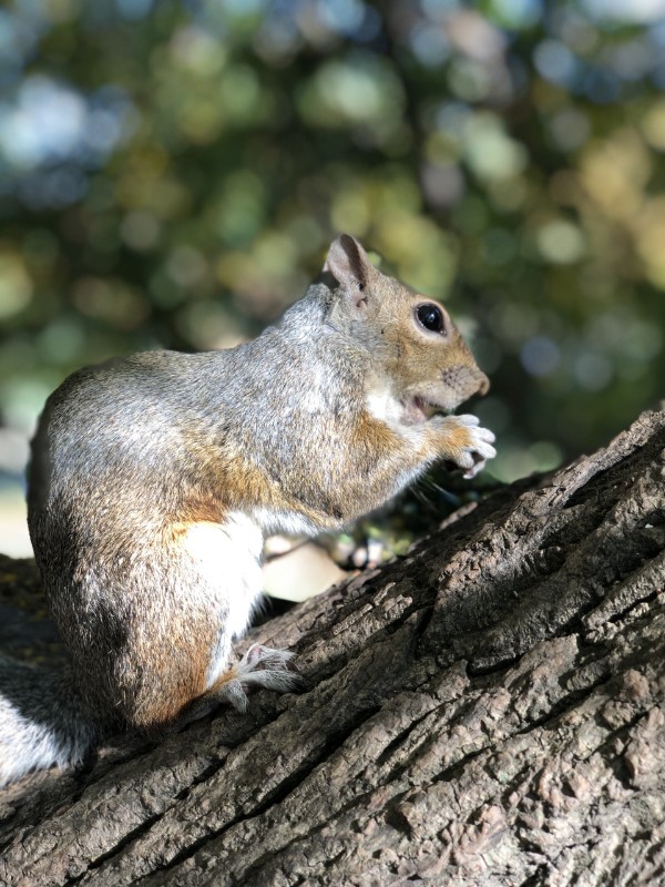 Cioppino of the Asiya family