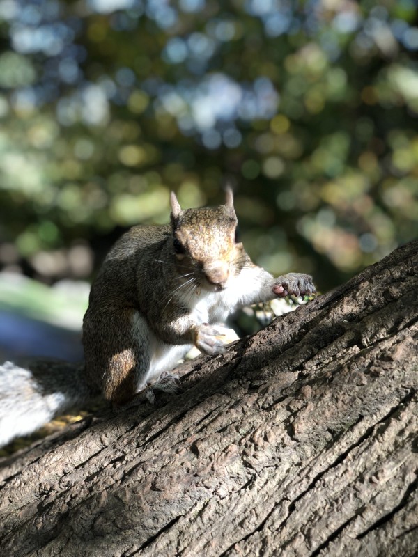 Cioppino of the Asiya family