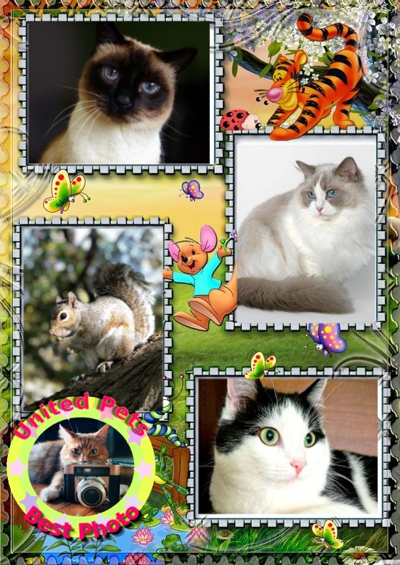 Cioppino of the Asiya family