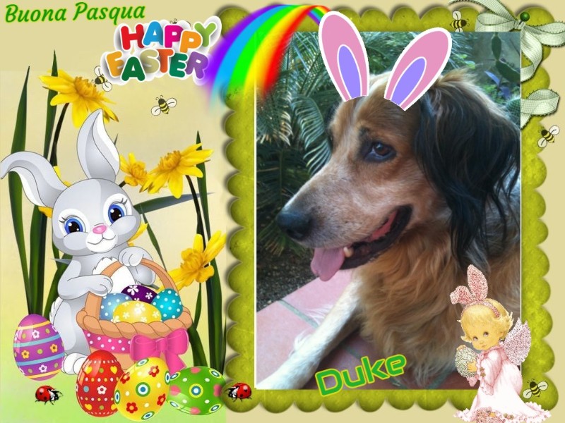 Duke King Of My Heart of the Asiya family