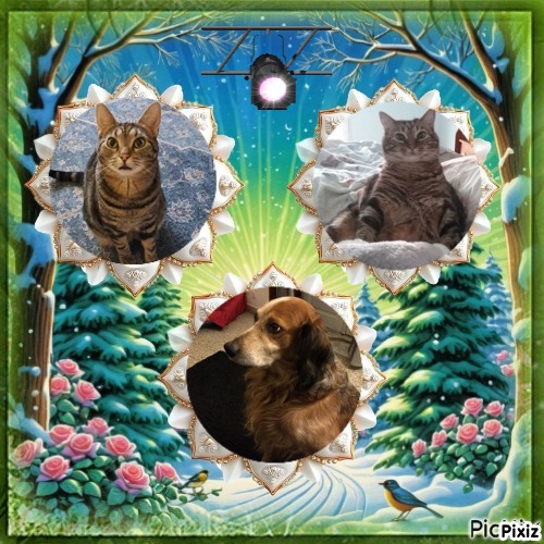 Asiya uploaded   84  day/s  ago