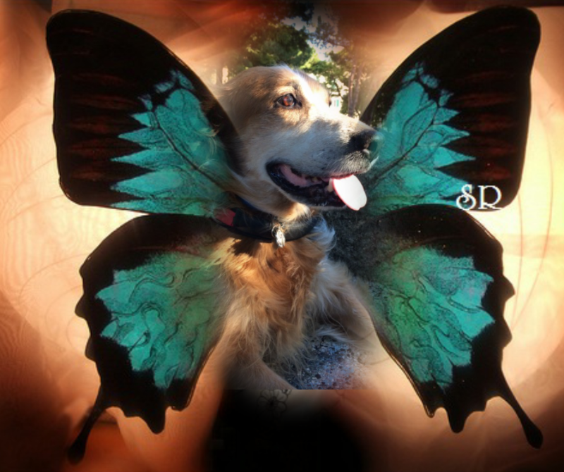 Asiya uploaded   328  day/s  ago