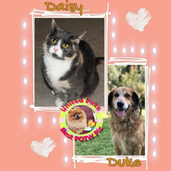 Duke King Of My Heart of the Asiya family