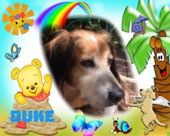 Duke King Of My Heart of the Asiya family