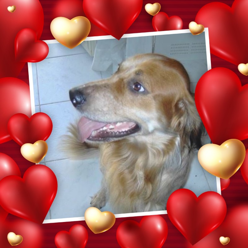 Duke King Of My Heart of the Asiya family