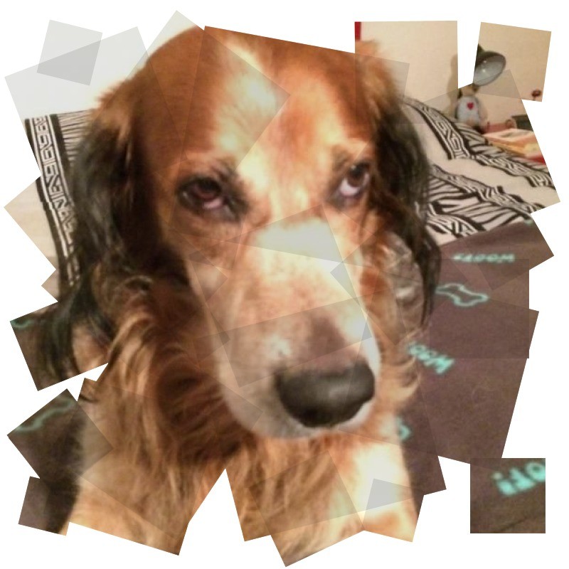 Duke King Of My Heart of the Asiya family