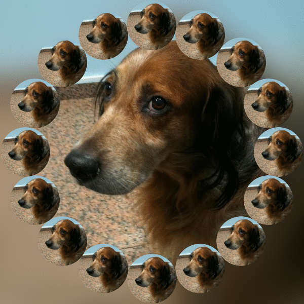 Duke King Of My Heart of the Asiya family