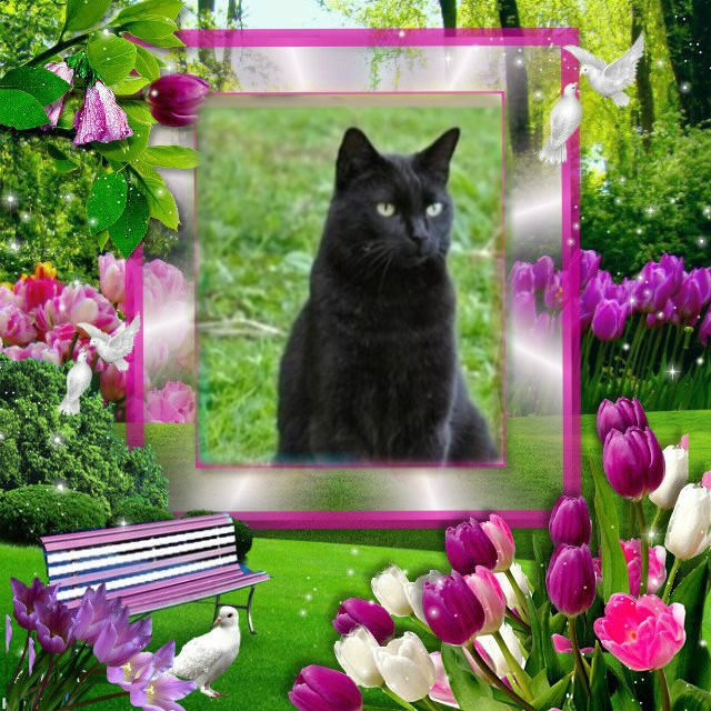 Nikita of the Asiya family