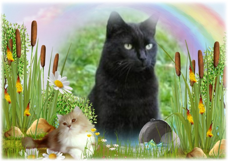 Nikita of the Asiya family