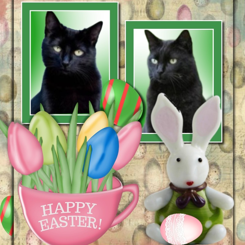 Nikita of the Asiya family