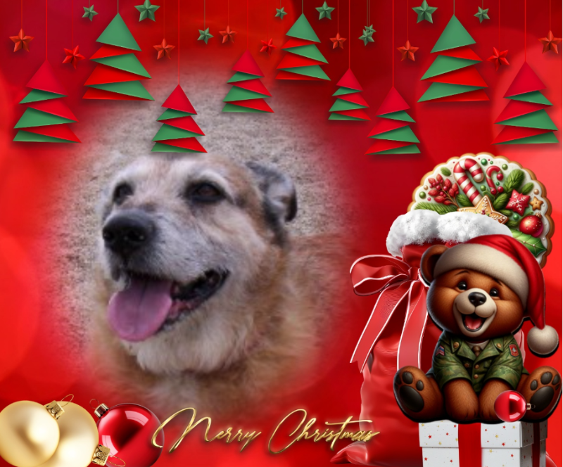 Freddy of the Asiya family