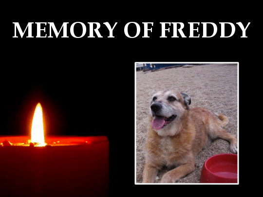 Freddy of the Asiya family