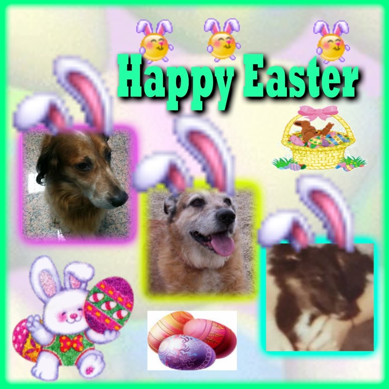 Freddy of the Asiya family