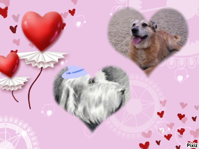 Freddy of the Asiya family