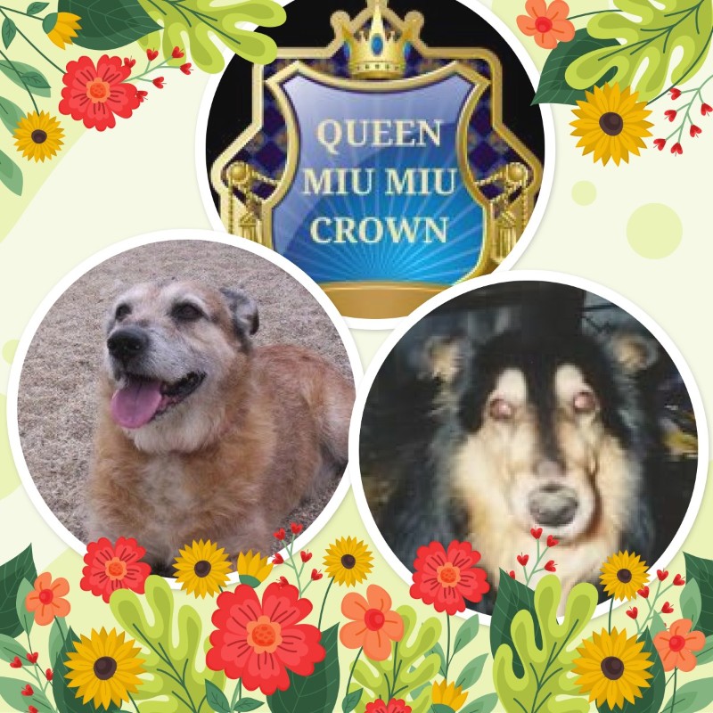 Freddy of the Asiya family