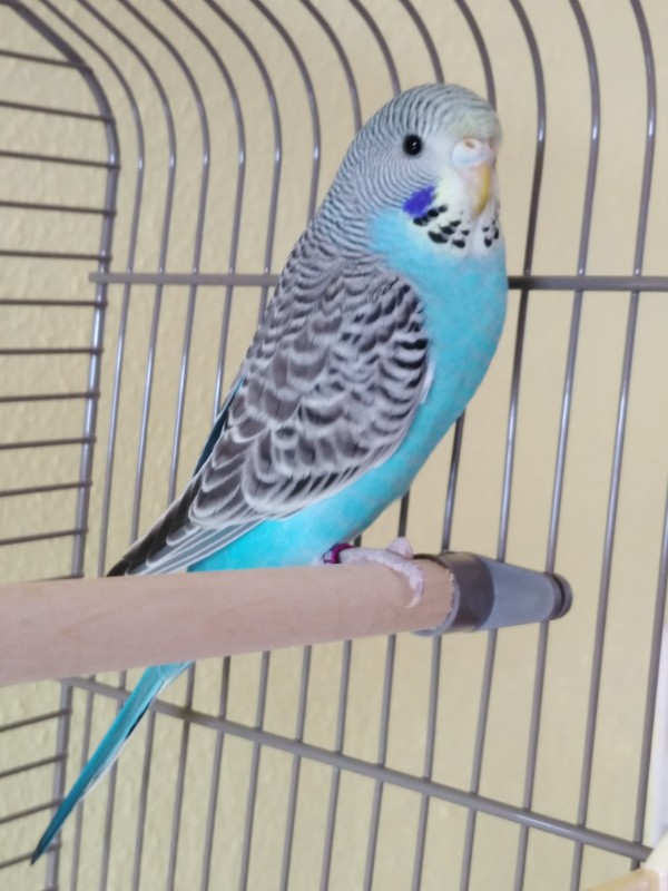 BISOUNOURS uploaded   4 year/s ago