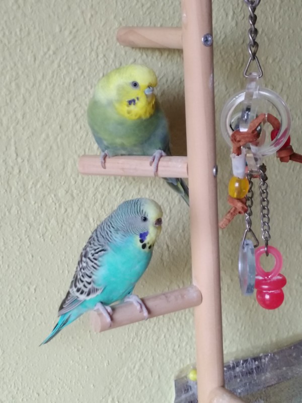 BISOUNOURS uploaded   3 year/s ago