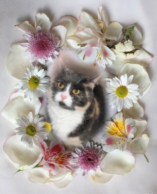 Blanche uploaded   48  day/s  ago