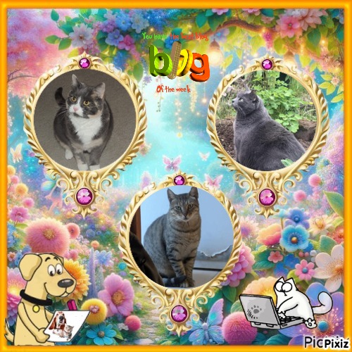 Blanche uploaded   50  day/s  ago