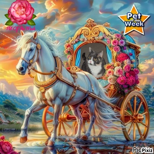 Blanche uploaded   66  day/s  ago