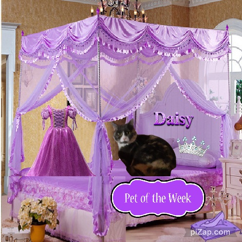 Daisy of the Blanche family