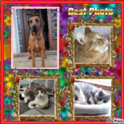 Blanche uploaded   41  day/s  ago