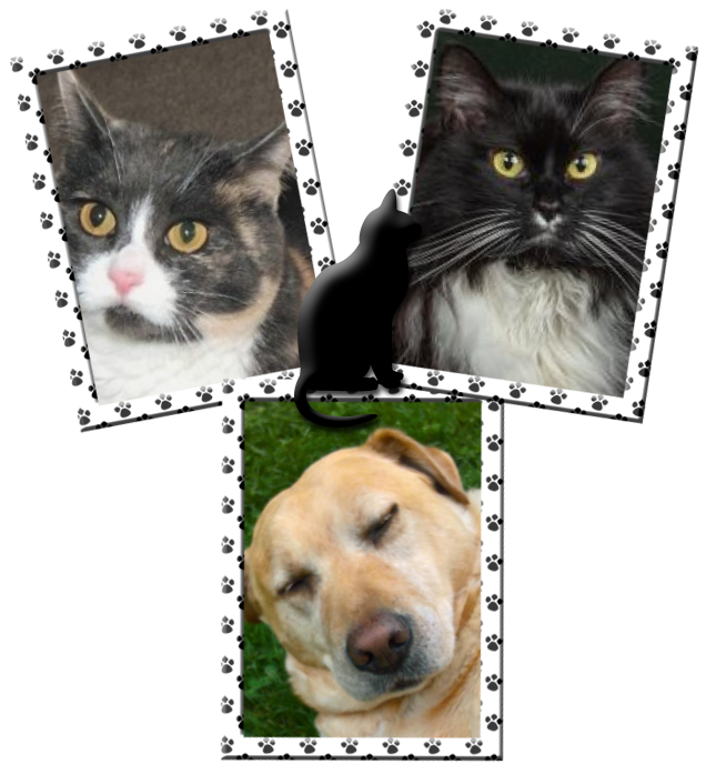 Blanche uploaded   12  day/s  ago