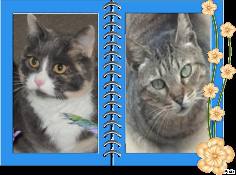 Daisy of the Blanche family