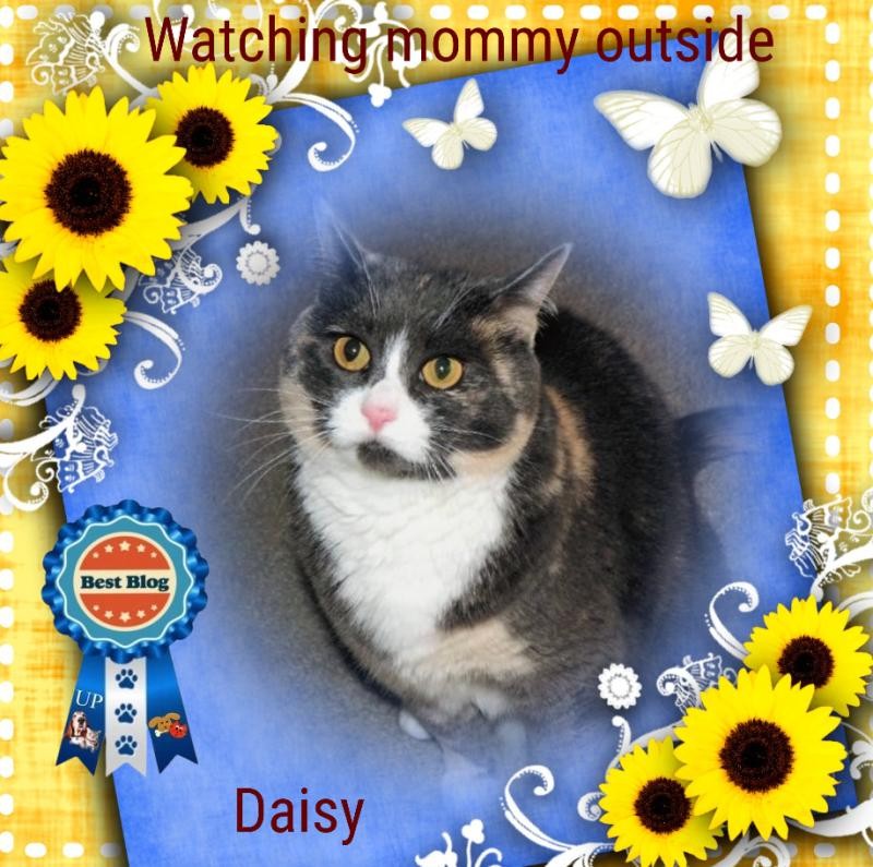 Daisy of the Blanche family